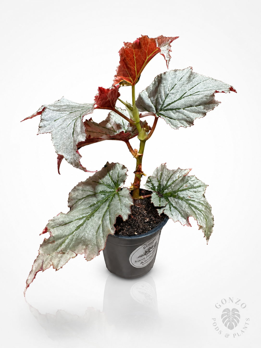 Begonia looking glass