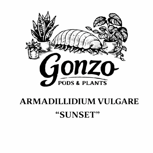 Armadillium Vulgare “sunset” COMING SOON