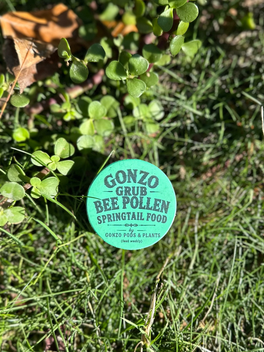 Bee pollen springtail food