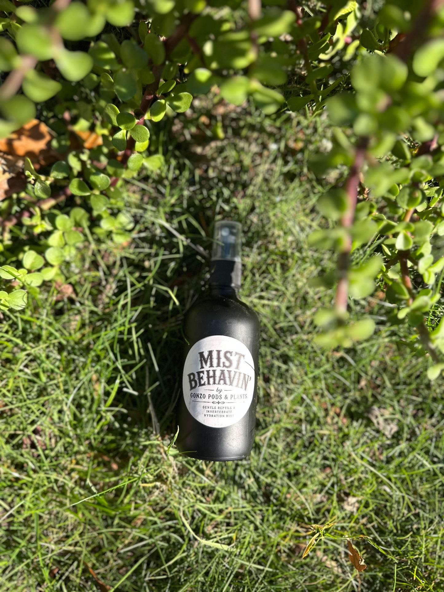 Mist behavin￼
