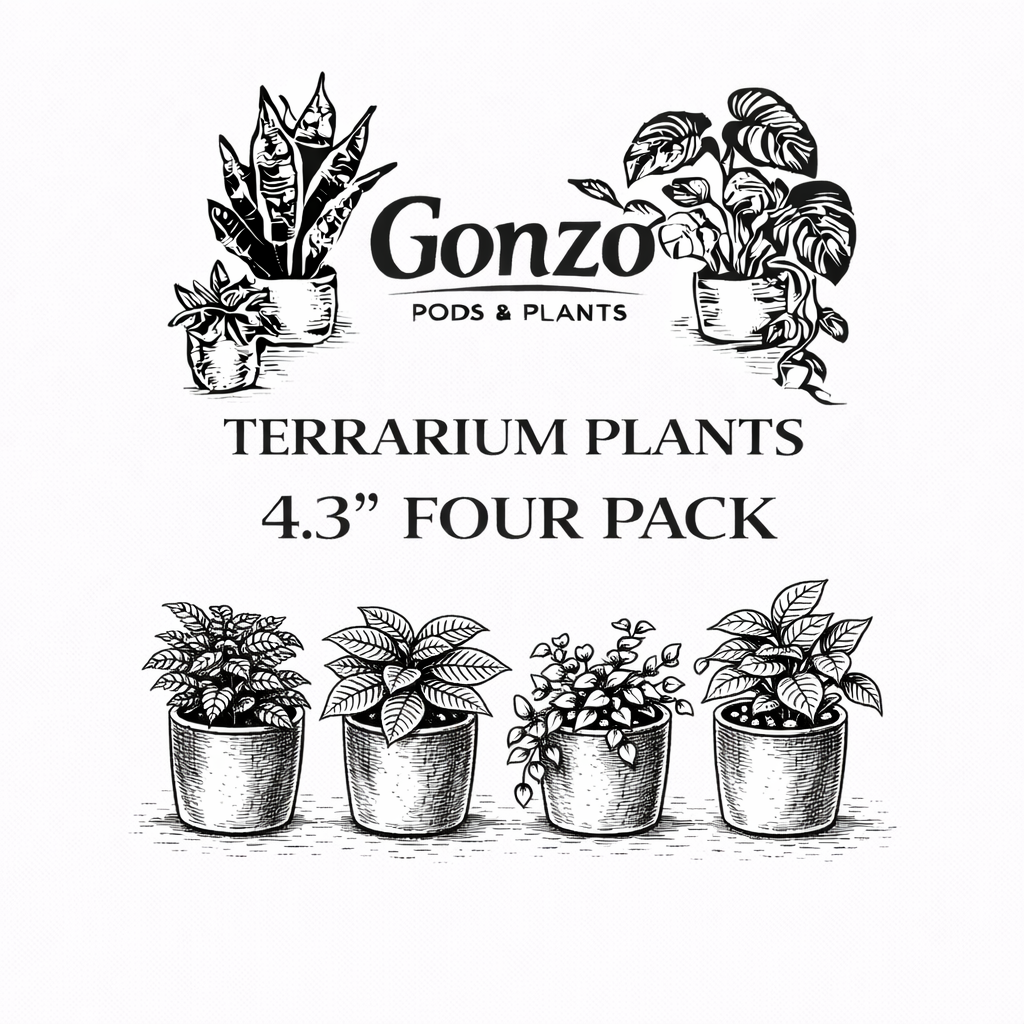 Terrarium plants 4 pack (4.3” pots)