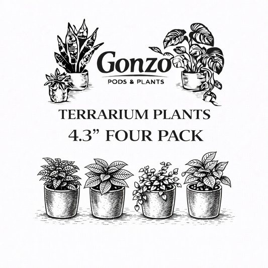 Terrarium plants 4 pack (4.3” pots)