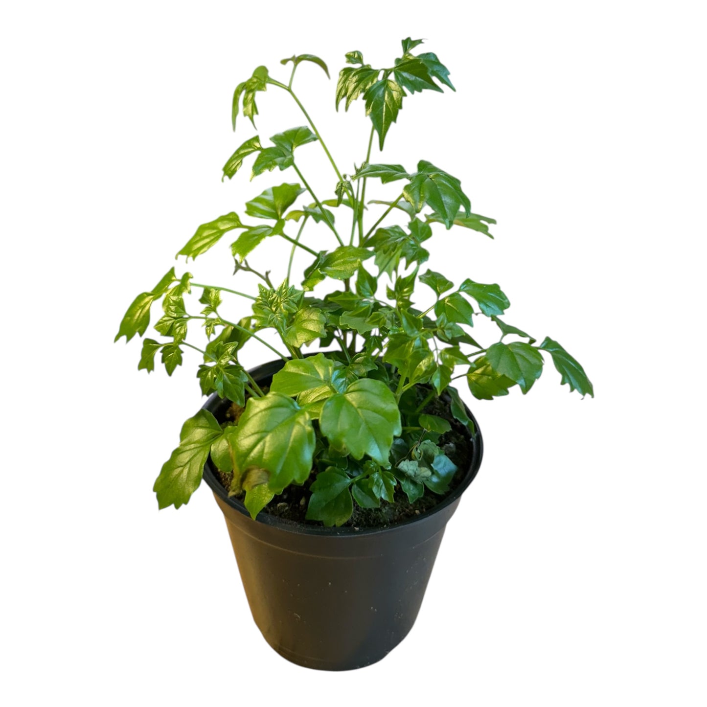 4.3” China Doll Plant