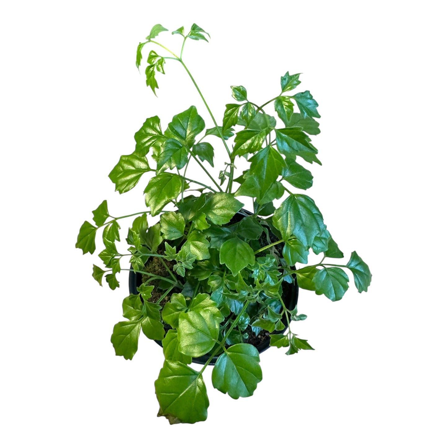 4.3” China Doll Plant
