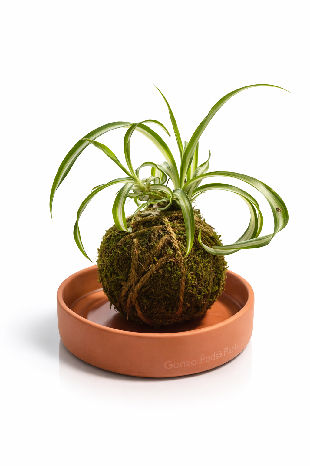 Gonzo Kokedama – Living Moss Ball (Spider Plant)