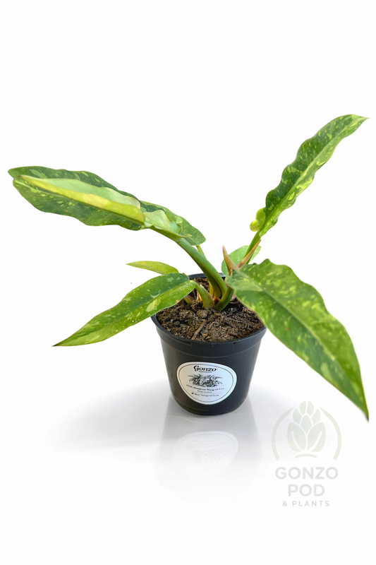 Philodendron ring of fire 4.3” pot ￼