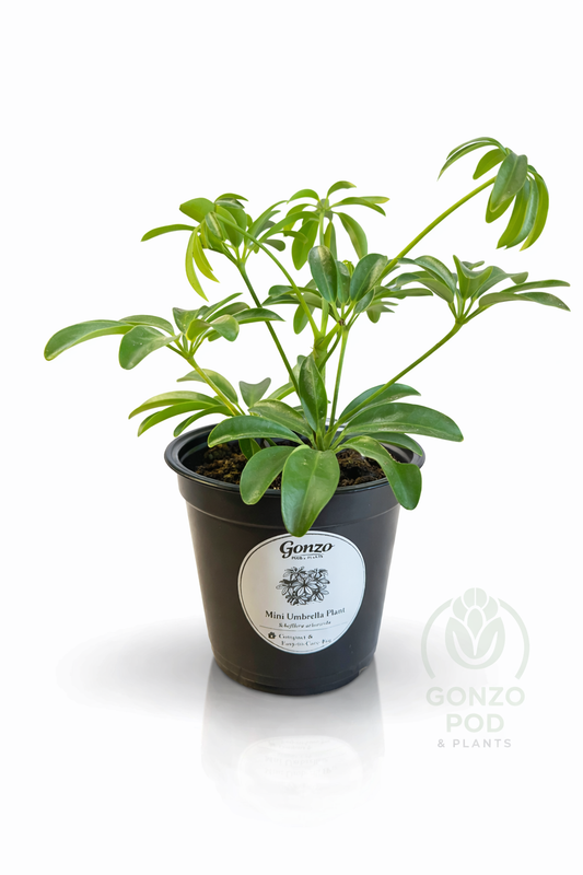 Mini umbrella tree in a 4.3” pot