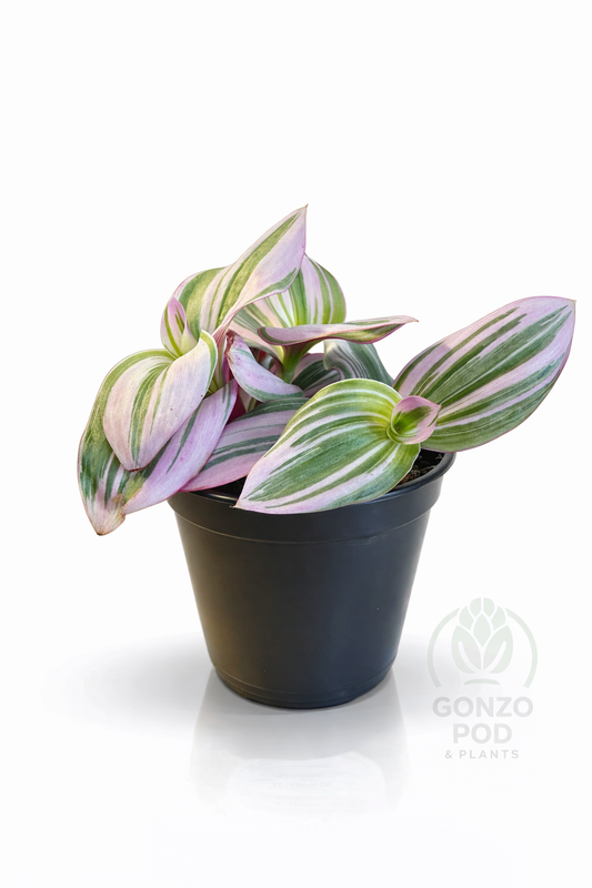 Wandering dude in a 4.3”pot ￼