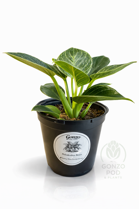 Philodendron Birkin in a 4.3” pot