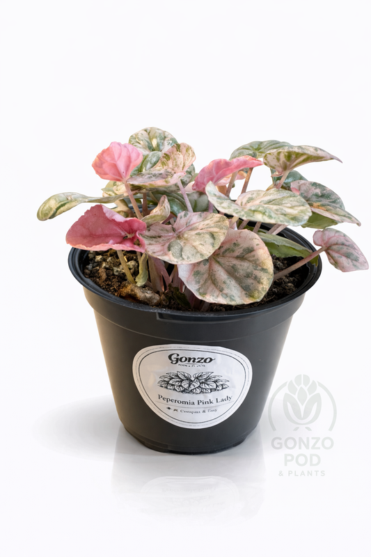 Peperomia pink lady in a 4.3” pot ￼