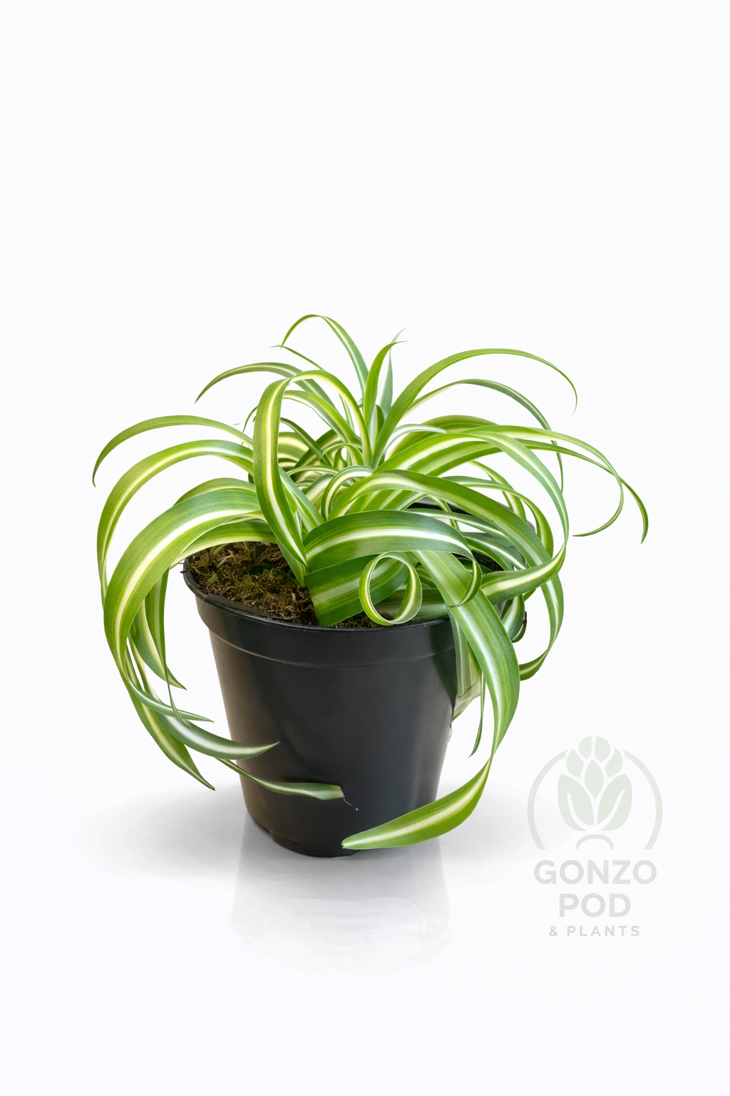 Curly Bonnie spider plant in a 4.3” pot ￼