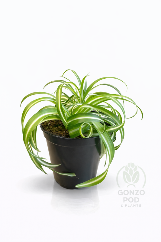 Curly Bonnie spider plant in a 4.3” pot ￼