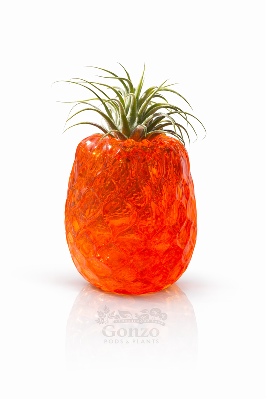 Hand blown glass, pineapple, air plant holder ￼