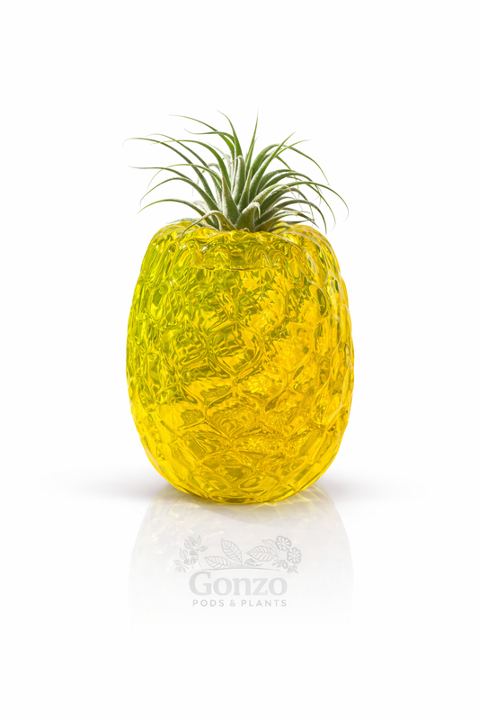 Hand Blown Glass pineapple, air plant holder ￼