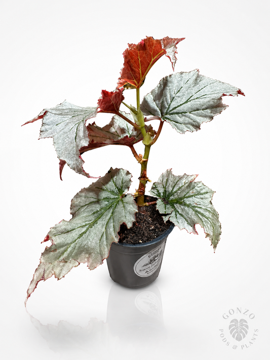 Begonia looking glass