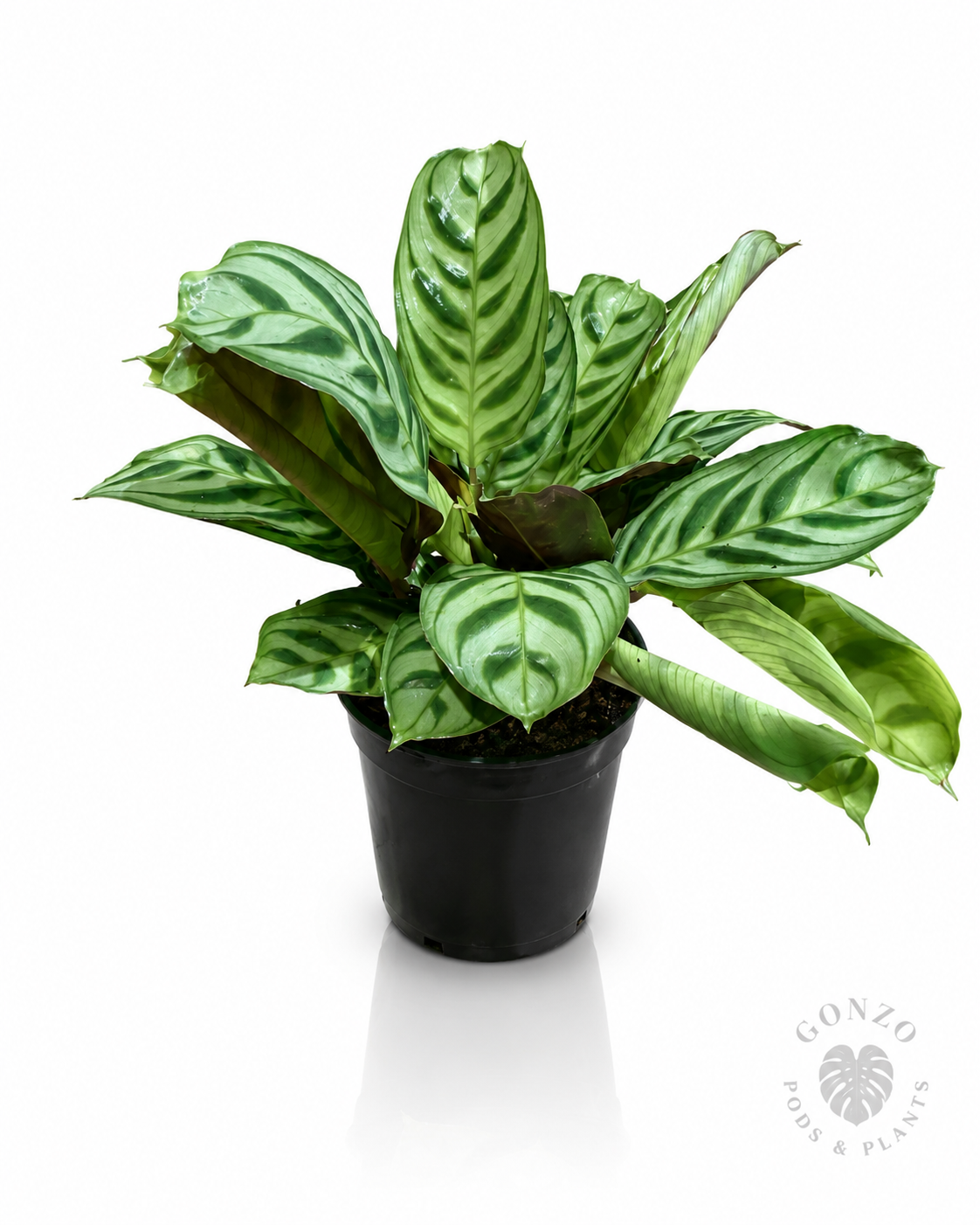 Fishbone prayer plant