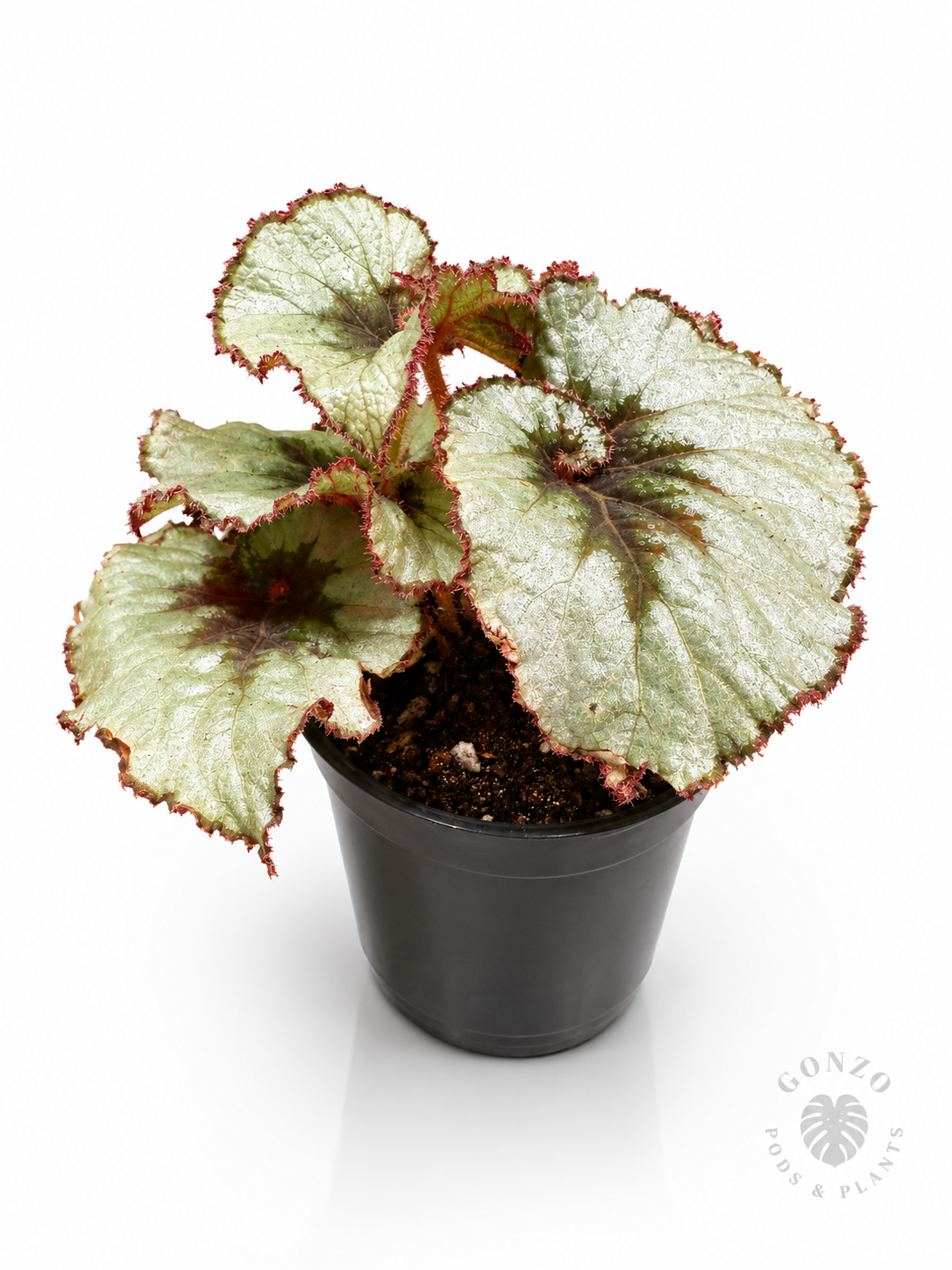 Escargot begonia 4.3 inch Nursery pot ￼